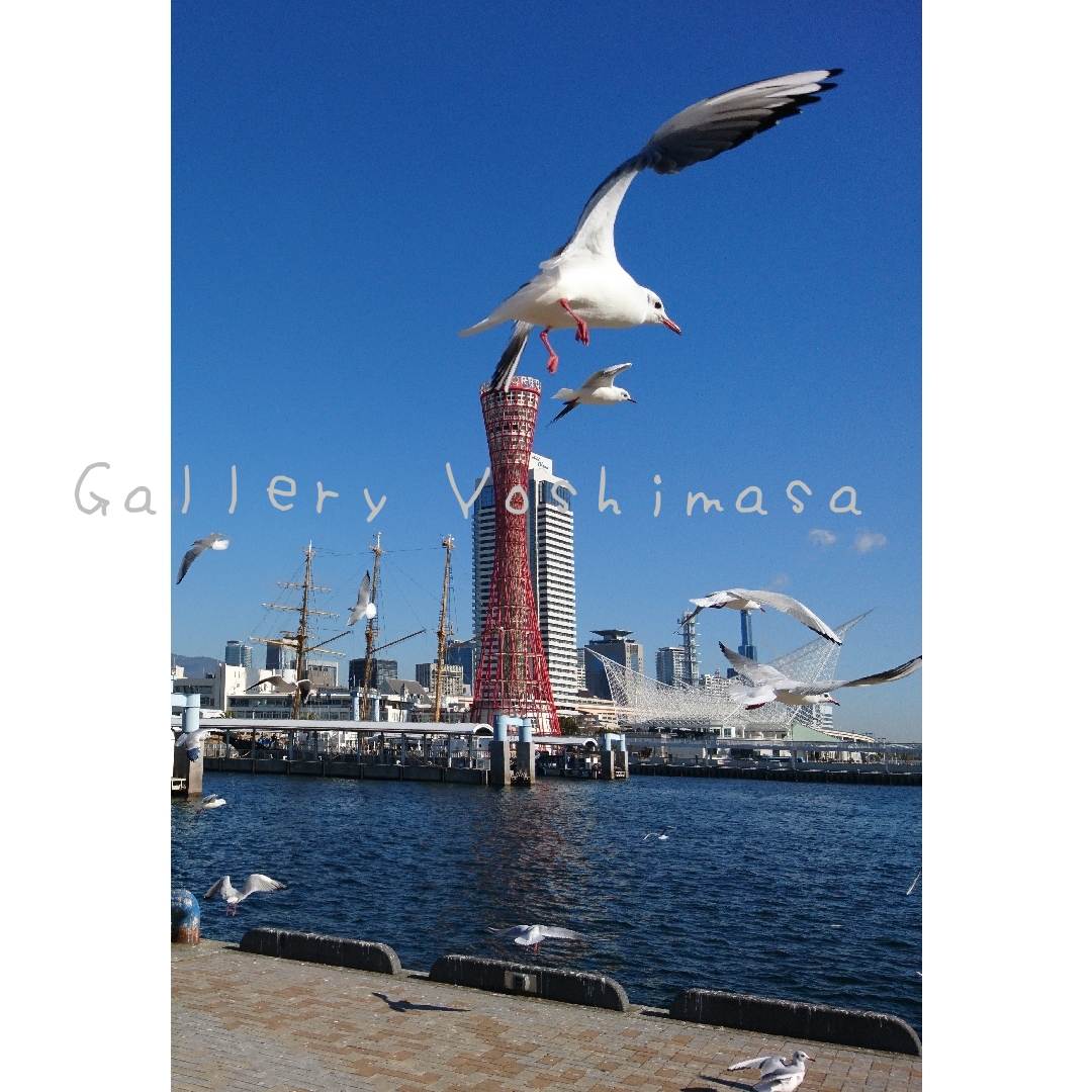 みなと神戸に咲く華 「ユリカモメ」 A4サイズ光沢写真縦 写真のみ 送料無料